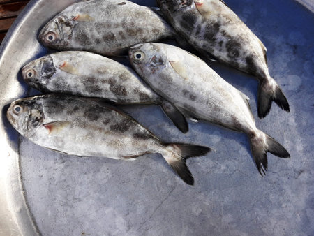 Black-banded trevally fishes in tray at the market, Saltwater fish species in Thailand