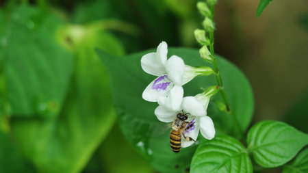 Honey Bee seeking nectar on white Chinese violet or coromandel or creeping foxglove ( Asystasia...