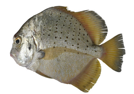 Spotted sicklefish (Drepane punctata) fish isolated on white background, Strange sea creatures in...