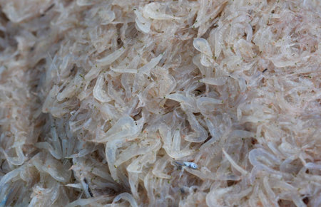 Group of fresh Krill or Opossum shrimp, Plankton that fishermen trap for cooking