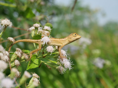 Oriental garden or Eastern garden or Changeable lizard on Bitter bush or Siam weed blossom with...