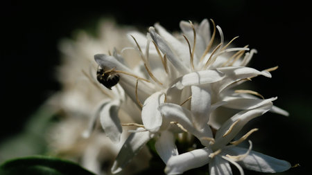 Robusta coffee blossom on tree plant with green leaf with black color in background. Petals and white stamens of blooming flowerの写真素材