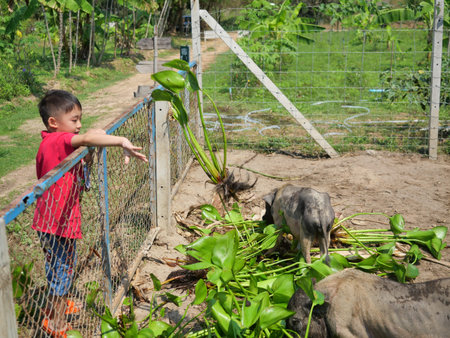 Asian boy is feeding pig on a farm, Group of Vietnamese Pot bellied pigs eating Water Hyacinth tree and leaves, Young farmer wearing red shirt in Thailandの写真素材