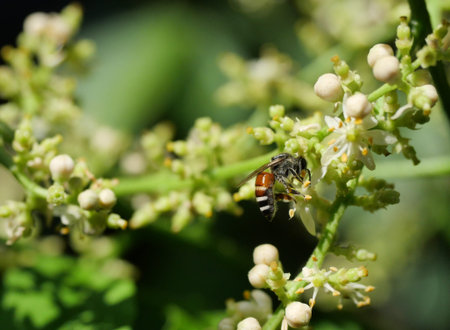 Honey Bee collecting pollen seeking nectar on Clausena Harmandiana blossom with natural green and...