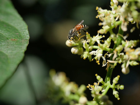 Honey Bee collecting pollen seeking nectar on Clausena Harmandiana blossom with natural green and...