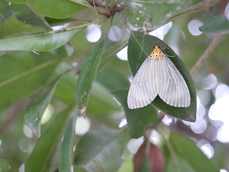 Yellow Butterfly pattern shaped like a human face on the back, White pattern on the  wing of the...