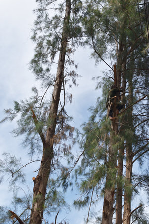 Prachuap Khiri Khan Thailand - May 5 , 2021 : A man climbing a pine tree with white rope for binding and fellingのeditorial素材