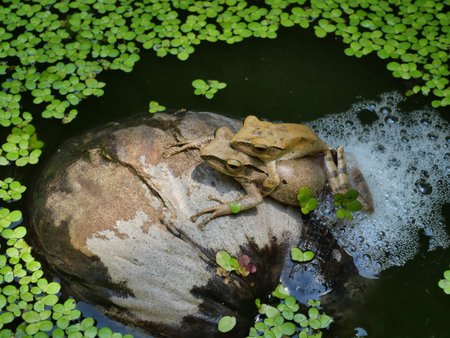 Common tree frog breeding by the male is hugged on the female back, Two Frogs are mating and laying egg in chunk of foam on coconut fruit on water with Duckweed, Amphibians in Thailandの写真素材