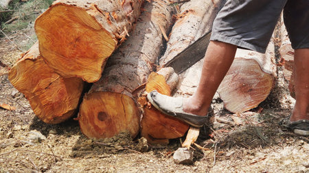 The man cutting wood with chainsaw, Cutting tree of Woodworker, A lumberman sawing a log in pile of...