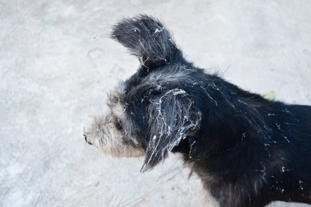 Black dog with head stained with cobwebs with gray color background, Cobweb or spider web on the...