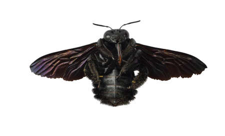 Black color bumble bee spreading its wings in flight, Yellow pollen on the body of  Indian bhanvra or violet carpenter bee, Tropical insects flying isolated on white backgroundの写真素材