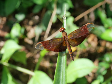 Fulvous forest skimmer (Neurothemis fulvia) dragonfly resting on pineapple leaf with natural brown...
