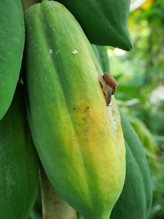 The snail is biting and eating the papaya fruit on the tree, Crops damaged by pestsの写真素材