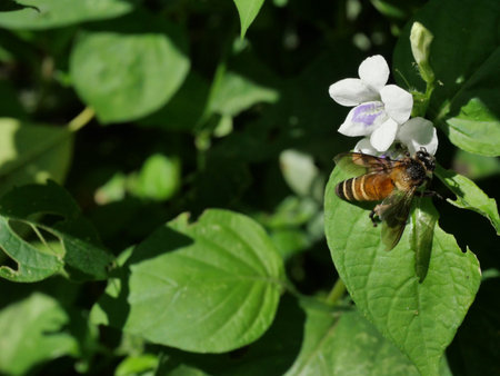 Giant honey bee seeking nectar on white Chinese violet or coromandel or creeping foxglove (...