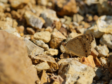 Blue Pansy Butterfly on stone with natural brown background, Insect with brown wings on land in Thailandの写真素材
