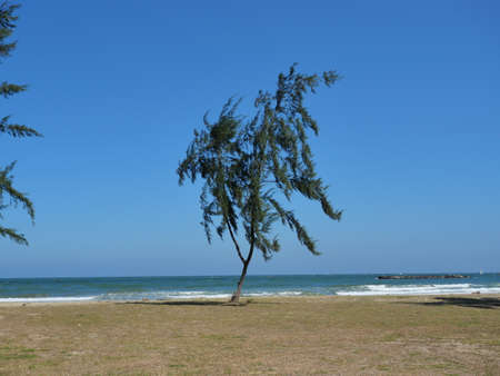 Australian or whistling pine tree moving sway when the wind was shaking on the beach with blue sky in background, Wave in the sea were violently hitting the shore at  Pranburi Forest Park, Thailandの写真素材