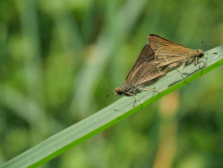 Two Large Branded Swift  Butterflies mating on leaf with natural green background, White dot pattern on the brown wings of tropical butterflyの写真素材
