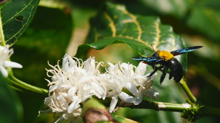 Eastern carpenter Bee fliing to seeking nectar in Robusta coffee blossom on tree plant with green...