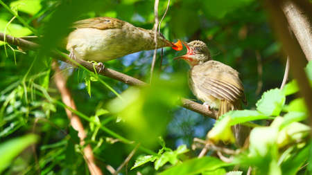 The bird is feeding food into the baby bird's beak,  Streak-eared Bulbul (Pycnonotus blanfordi) on tree with natural green leaves in backgroundの写真素材