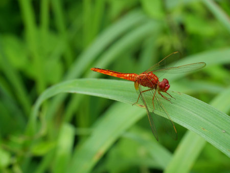 Many yellow round pattern on red dragonfly on leaf with natural green background