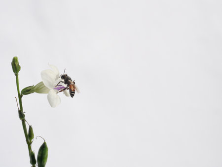 Red dwarf honey bee seeking nectar on white Chinese violet or coromandel or creeping foxglove ( Asystasia gangetica ) blossom in field on white background, Pollen dust on the insecの写真素材
