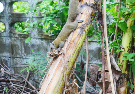 Squirrel ripping and picking fiber from the bark and dry leaves of a banana tree to building a nestの写真素材