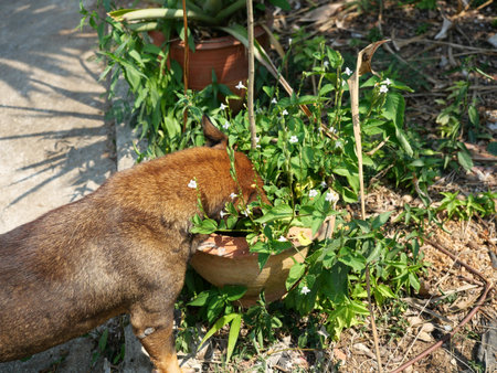 Dark brown dog is digging dirt and pushing his head into a pot of plant, Pet problems destroy garden planting, Puppy naughtinessの写真素材