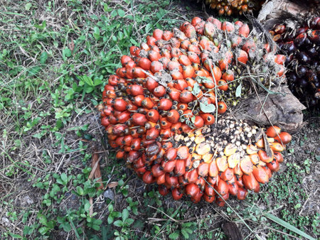 Group of  Fresh palm oil fruit on land in garden, Agricultural crops for making vegetable oil...