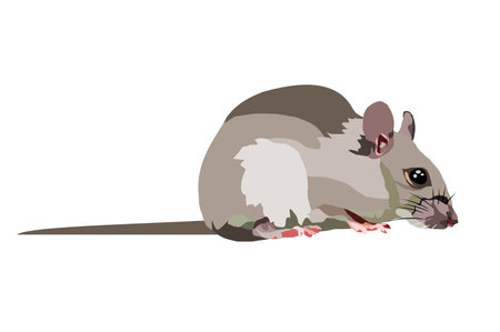 Rat isolate on white background, Mouse is rodents that cause dirt and may be carriers of disease, The gray mice in vector graphic formatのイラスト素材