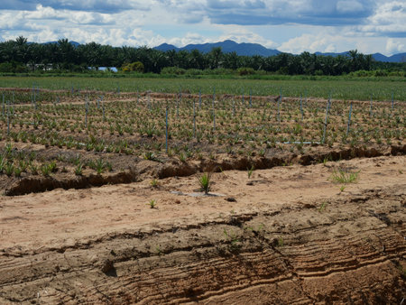Planting pineapple tree plant with rotating sprinkler for spraying water in farm on dirt land, Agriculture in the tropics with palm trees with mountain and blue sky in background,の写真素材