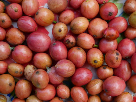 Group of ripe red coffee cherry beans, Fruit that is used to produce caffeine containing beverageの写真素材