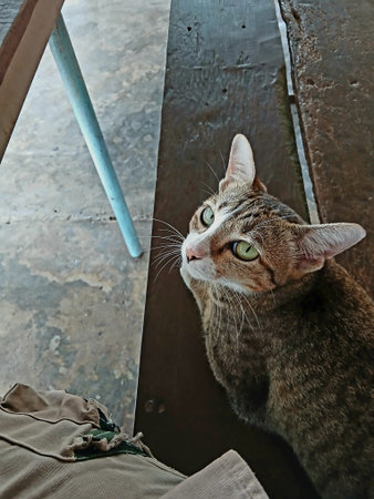 Tabby cat resting on wooden chair side by side with man, Cute kitten behavior