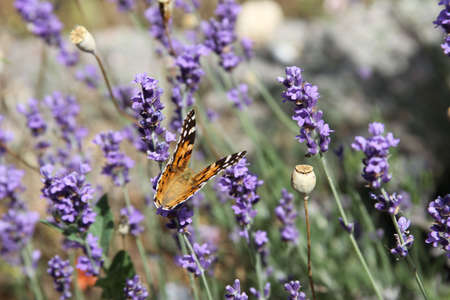 An orange butterfly on lavender の写真素材