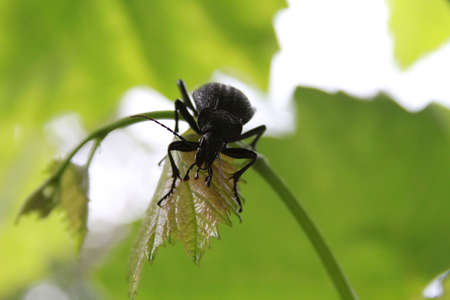 Huge beetle on a leaf of grape vine の写真素材