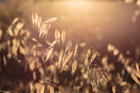 ears of dried grass on a blurry background in the sunlight