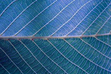 blue sheet texture in macro