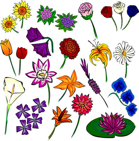 flower isolatedのイラスト素材