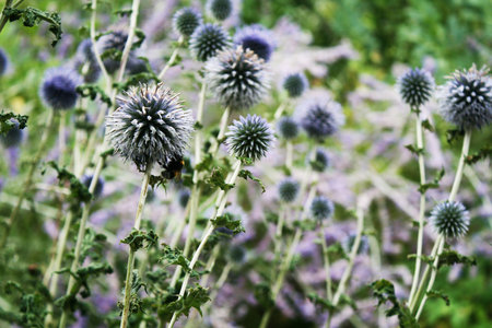 blue flowers