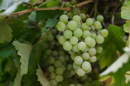 Bunch of green ripe grapes hanging of a vinegrape ready to be consumed. Tasty fruit. Organic, bio, healthy food and lifestyle. Concept of abundance. Close up horizontal photography with copy spaceの写真素材