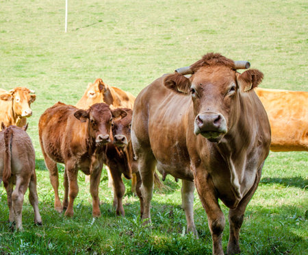 Cow and calves grazing in the meadow