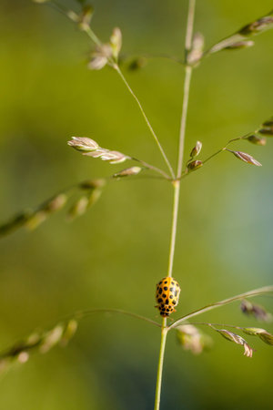 Yellow ladybug walking on a stem in sweden at sunset