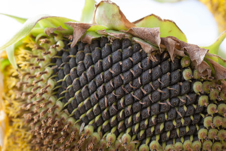 Sunflower seedsの写真素材