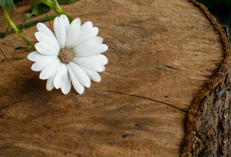 White daisy flower in a tree trunk isolatedの写真素材