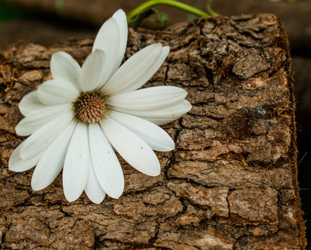 White petals daisy flower in a tree trunkの写真素材