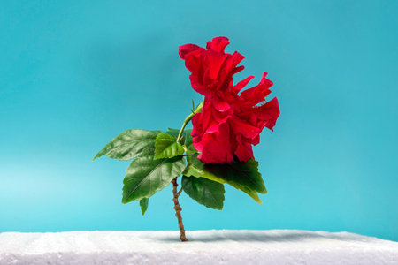 red chinese rose flower on a blue backgroundの写真素材