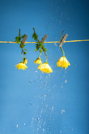 three yellow flowers hang on clothespins on a clothesline in heavy rain on a blue backgroundの写真素材