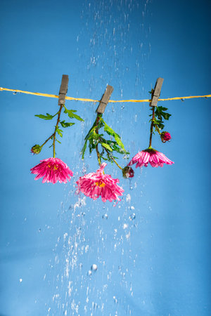 pink flowers hang on clothespins on a clothesline in heavy rain on a blue backgroundの写真素材