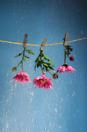 pink flowers hang on clothespins on a clothesline in heavy rain on a blue backgroundの写真素材
