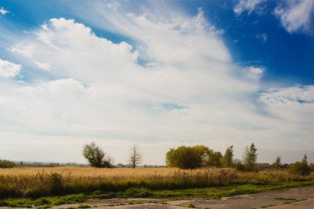 autumn landscape with yellowed trees and dry vegetation and an old concrete roadの写真素材
