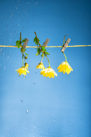 three yellow flowers hang on clothespins on a clothesline in heavy rain on a blue background